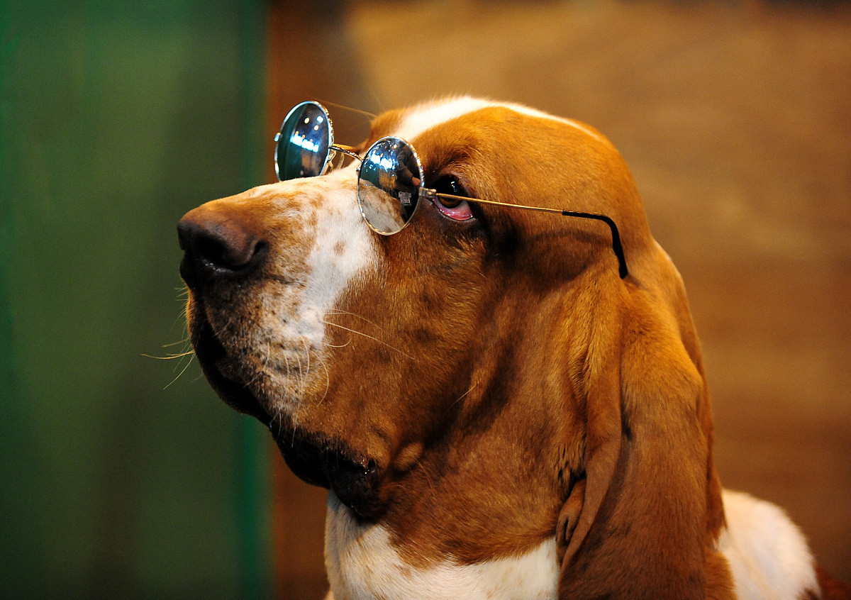 Tuổi Tuất nên giữ liên lạc thường xuyên với gia đình, cũng như các mối quan hệ trong công việc. Vận may tiền bạc được cải thiện, công việc bán thời gian làm ăn thuận lợi, con giáp có thể tiết kiệm thêm được một khoản.