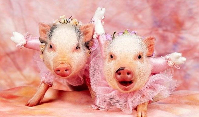 Tuổi Hợi là những người luôn chân thành, gặp được người mình thích cũng không vội vàng, mà thể hiện sự quan tâm từng chút từng chút một. Họ muốn đối phương cảm nhận tình yêu qua sự chăm sóc, lòng tốt của chính mình. Tuy nhiên trong thời đại tình yêu chóng vánh, không phải ai cũng có thể nhận ra tình cảm của tuổi Hợi.