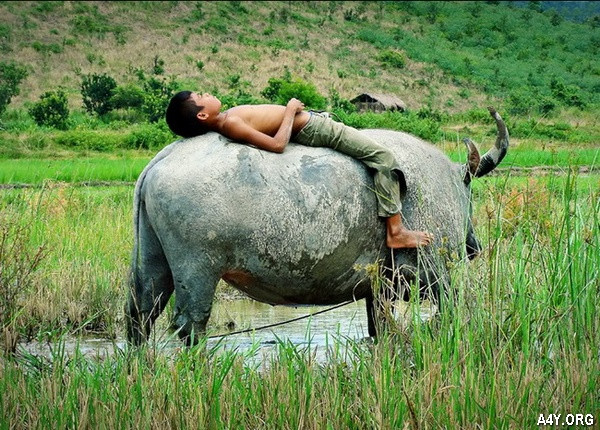 Theo dự đoán cho 12 con giáp, tuổi Sửu không phải vì háo sắc hay quá mê đắm ai đó mà sa ngã. Chủ yếu là do năng lực tự chủ của con giáp này không cao.