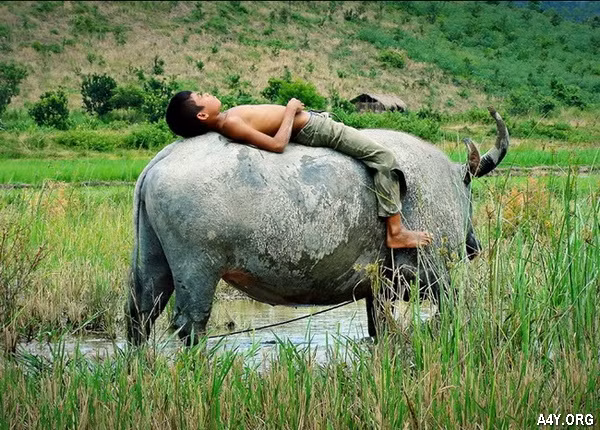 Theo dự đoán cho 12 con giáp, tuổi Sửu không phải vì háo sắc hay quá mê đắm ai đó mà sa ngã. Chủ yếu là do năng lực tự chủ của con giáp này không cao.