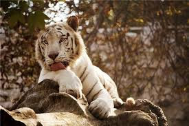 Từ đây con giáp thể hiện được năng lực đặc biệt của bản thân, được trọng dụng thăng chức. Hữu xạ tự nhiên hương, con giáp được nhiều nơi săn đón, hợp tác, từ đó kiếm được bộn tiền.