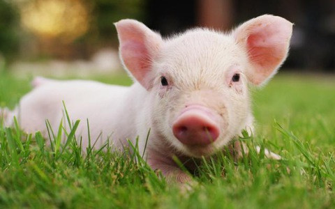 Tuổi Hợi: Về công việc, tuần này có nhiều gian nan, tranh chấp đúng sai, áp lực cạnh tranh cao, tuy nhiên nếu có thể đảm đương nhiệm vụ và làm trưởng nhóm chính thì kết quả sẽ tốt. Thời điểm này tuổi Hợi không nên đầu tư bốc đồng, chú ý kiểm soát chi phí, không nên tùy tiện để rò rỉ tiền bạc. Nam nữ độc thân có cơ hội gặp được người phù hợp trong tuần này, đặc biệt trong 2 ngày thứ Năm và thứ Sáu. (*Thông tin chỉ mang tính chất chiêm nghiệm, trắc nghiệm vui).