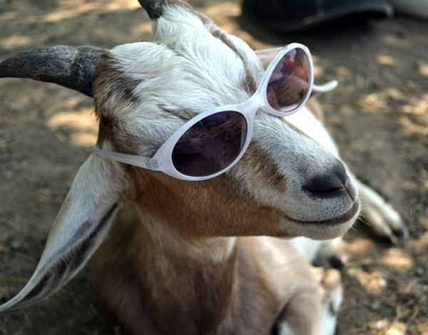 Tuổi Mùi có một tuần tương đối nhẹ nhàng. Trong công việc nên chăm chỉ và chu đáo hơn để tránh phát sinh. Cần thận trọng trong vấn đề tài chính kẻo bị lừa gạt. Tình cảm ổn định, con giáp đừng để những chuyện nhỏ nhặt gây ảnh hưởng.