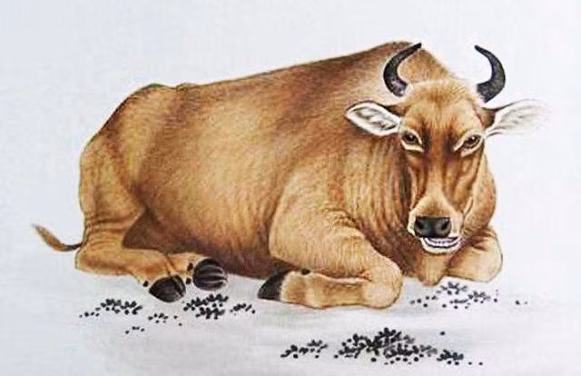 Cũng theo dự đoán cho 12 con giáp, nửa đầu tuần tuổi Sửu có một số áp lực trong công việc, cần điều chỉnh thái độ và chủ động ứng phó, tránh chậm trễ. Con giáp có cơ hội kiếm thêm thu nhập từ thứ 5, nên giảm bớt chi tiêu không cần thiết. Tình cảm của các chàng trai tuổi Sửu tốt hơn vào cuối tuần. Tuy nhiên các chị em tuổi Sửu lại có chút khó chịu với người ấy.