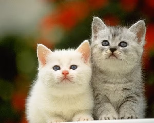 Con giáp này còn có khát vọng thành công mạnh mẽ, vì vậy gặp đúng thời, của cải cứ thế ập đến.