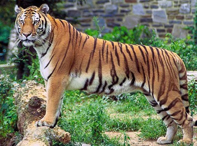 Thông thường, con giáp này được mọi người nể trọng. Không phải chỉ vì họ rất nóng tính. Mà quan trọng hơn, tuổi Dần rất có nghị lực và khả năng làm việc phi thường. Một khi đã đặt ra mục tiêu, sẽ nỗ lực đạt bằng được.