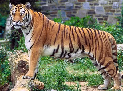 Thông thường, con giáp này được mọi người nể trọng. Không phải chỉ vì họ rất nóng tính. Mà quan trọng hơn, tuổi Dần rất có nghị lực và khả năng làm việc phi thường. Một khi đã đặt ra mục tiêu, sẽ nỗ lực đạt bằng được.