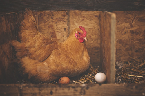 Tuổi Dậu nên làm việc có nguyên tắc, tạo dấu ấn cho bản thân, như vậy công việc sẽ thêm hiệu quả. Kiếm được thu nhập, đừng quá tiết kiệm, hãy dành một khoản cho bản thân nghỉ ngơi, giải trí.