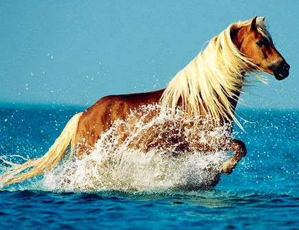 Tuổi Ngọ cần coi trọng lời lãnh đạo, để tránh mang tiếng thiếu nhiệt tình với công việc. Thay vì quá ôm đồm, hãy dồn tâm sức vào một việc mới có hiệu quả. Có cơ hội kiếm thêm, con giáp đừng bỏ qua cơ hội.