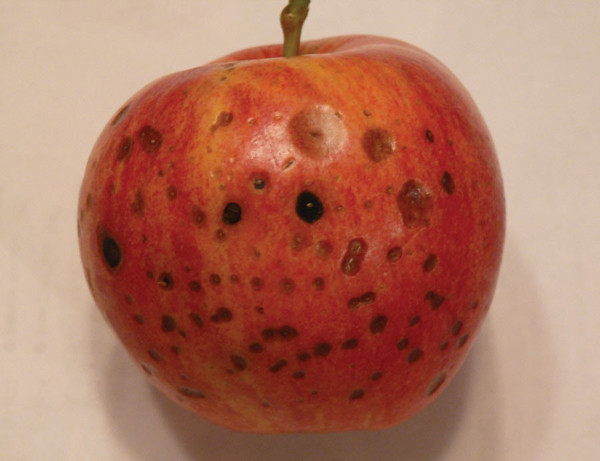 Nguyên nhân bởi lúc này táo rất dễ thu hút nấm mốc. Trong số đó có chất patulin có khả năng gây ung thư ở động vật. Việc cắt bỏ phần hỏng rồi thưởng thức không giúp loại bỏ độc tố gây bệnh. Thông thường, trái cây một khi nhiễm nấm là sẽ hiện diện toàn bộ quả.