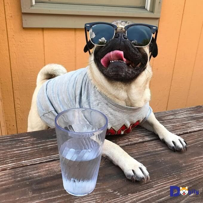 Chuyện tình cảm của tuổi Tuất hôm nay bớt rào cản, tuy nhiên công việc sa sút, cần đề phòng mất tài liệu quan trọng. Vì chưa chuẩn bị kỹ càng, việc kiếm tiền của bạn hôm nay không hề dễ dàng, thậm chí mất tiền vì sự thiếu cẩn thận. Tuổi Tuất hãy bình tĩnh hơn nhé.