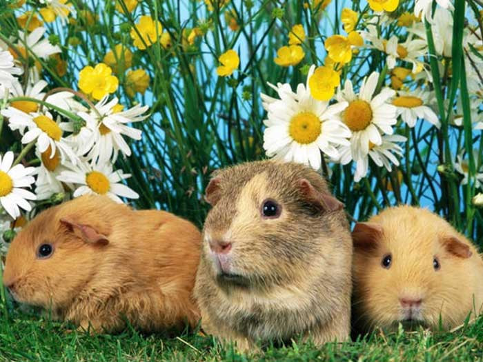 Theo dự đoán ngày 14/3/2021 của 12 con giáp, tuổi Tý có một ngày may mắn. Bạn đã loại được "tình địch" trong chuyện tình cảm. Việc nhảy việc có thể mang lại nhiều cơ hội cho tuổi Tý, hãy dũng cảm tiến bước. Tuy nhiên đừng tham lam tiền bạc, kẻo tiểu nhân đang vây quanh bạn.