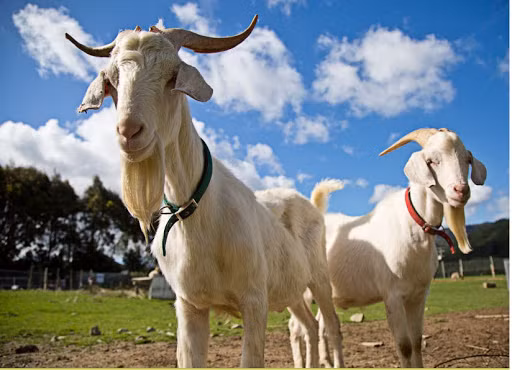 Du doan ngay 26/3/2021 cho 12 con giap: Dan Ty tien bac nhieu vo ke-Hinh-8