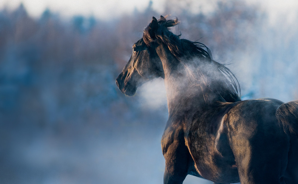 Bước vào 7 ngày tới, tuổi Ngọ tiếp tục gặp vận may nên tình cảm con giáp vô cùng khởi sắc. Trong tuần, bạn sẽ tìm được người hợp mệnh, tìm được nửa kia của đời mình, sẻ chia yêu thương và có thể đi tới cái kết viên mãn. Công việc nhờ gặp may mắn sẽ gặp được đúng việc, đúng người, sự nghiệp từ đó mà cất cánh.