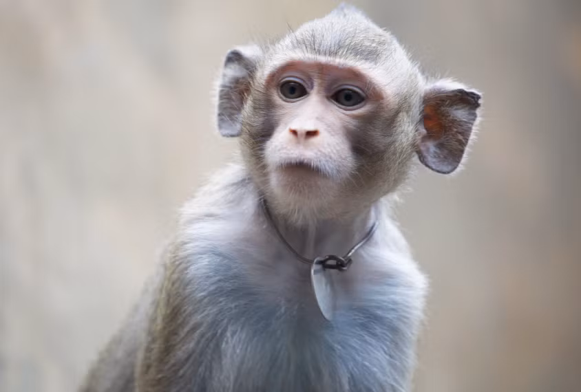 Tuổi Thân tháng này làm ăn không tốt, dễ gặp tiêu nhân hãm hại. Khi có cơ hội phải thận trọng, suy nghĩ thấu đáo để không đưa phán quyết sai lầm. Chuyện tình cảm cần thận trọng bị lừa gạt, tổn thương, nhất là liên quan đến tiền bạc.