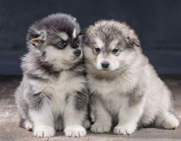 Tháng 2 vẫn là tháng thuận lợi với tuổi Tuất, nhiều cơ hội công việc nhưng con giáp này đừng bất cẩn. Thận trọng các mối quan hệ xung quanh, nhất là khi đứng trước cơ hội và quan hệ, phải lựa chọn sao cho phù hợp, kẻo mất nhiều hơn được. Chuyện tình cảm tuổi Tuất tốt đẹp trong tháng này.