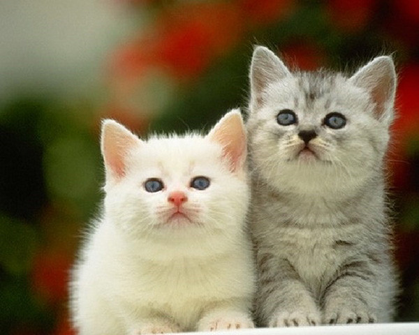 Tuổi Mão nên trò chuyện với mọi người, thay đổi cách suy nghĩ, mối quan hệ tình cảm sẽ phát triển. Công việc phát triển tốt, tuy nhiên để thành công, con giáp này cần bớt viển vông.