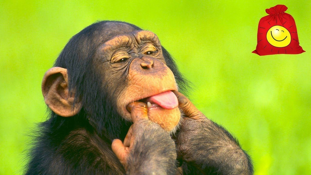 Tuổi Thân: Tình bạn có ý nghĩa quan trọng trong ngày hôm nay, chuyện tình yêu cũng khởi sắc. Tuổi Thân nhớ thận trọng trong công việc, kiểm tra kỹ, giảm thiểu sai sót. Chăm chỉ kiếm tiền, con giáp này sẽ được phần thưởng xứng đáng.