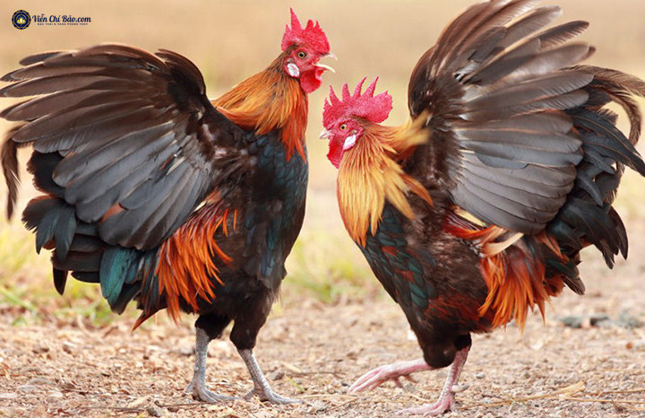 Tuổi Dậu được sinh ra để tuân theo các quy tắc, rất kỷ luật, có hiểu biết sâu sắc, quan sát tốt, thông minh và có năng lực. Với nỗ lực của bản thân, con giáp có cả đời vinh hoa phú quý, kiếm tiền giỏi giang.