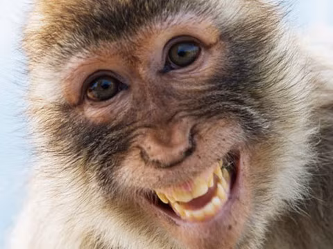 Tuy nhiên, trong cuộc sống, người cầm tinh con khỉ không được kiêu căng tự mãn, giữ thái độ tích cực, cống hiến hết mình cho công việc. Có như vậy trong 10 năm tới, sự nghiệp sẽ suôn sẻ, tài lộc hanh thông, con cháu đầy đàn.