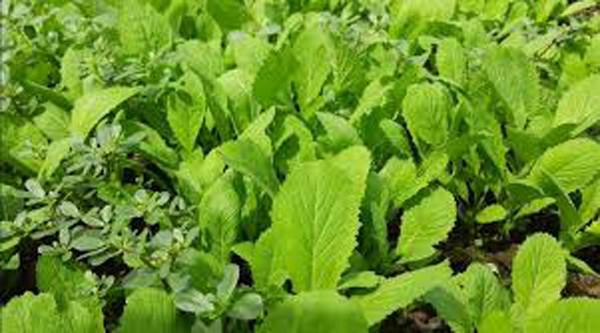 Tuy nhiên, kỳ vọng rau rừng “bổ” hơn rau nhà lại không có cơ sở. Chúng được các nhà khoa học xếp vào loại “nên ăn” song lượng dinh dưỡng của rau rừng chỉ tương đương với các loại rau thường.