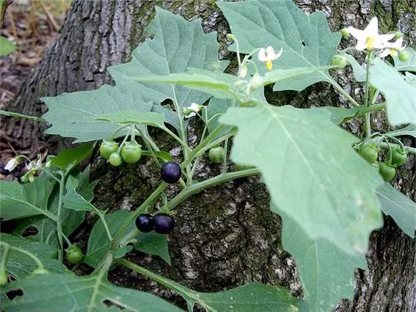 Một khi ăn nhầm, rau dại có thể gây ngộ độc. Thậm chí ảnh hưởng nghiêm trọng đến sức khỏe. Do vậy, khi hái rau rừng bạn cần đặc biệt cẩn trọng, không tùy ý chọn chúng làm đồ ăn.