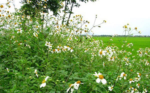 Việc đổi bữa để giải ngán có thể chấp nhận, không gây ảnh hưởng tới sức khỏe. Thế nhưng, ăn chúng hàng ngày đôi khi phản tác dụng. Ảnh minh họa: Internet.