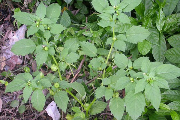 Không hái rau dại ở khu vực ô nhiễm. Rau sinh trưởng trong môi trường ô nhiễm dễ hấp thụ các chất độc hại. Trong số đó có kim loại nặng như chì, thủy ngân đặc biệt nguy hiểm.