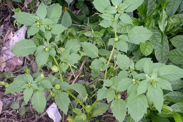 Không hái rau dại ở khu vực ô nhiễm. Rau sinh trưởng trong môi trường ô nhiễm dễ hấp thụ các chất độc hại. Trong số đó có kim loại nặng như chì, thủy ngân đặc biệt nguy hiểm.