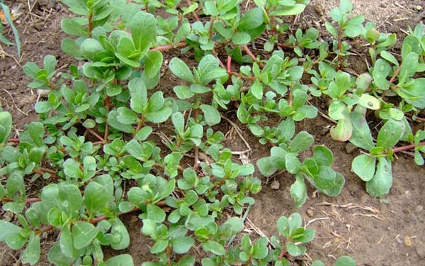 Không hái, ăn những loại rau lạ. Hệ thực vật đa dạng, có nhiều loại rau dại song chỉ một số ít được làm thức ăn cho con người. Một số loại nhìn rất “lành” song lại không ăn được.