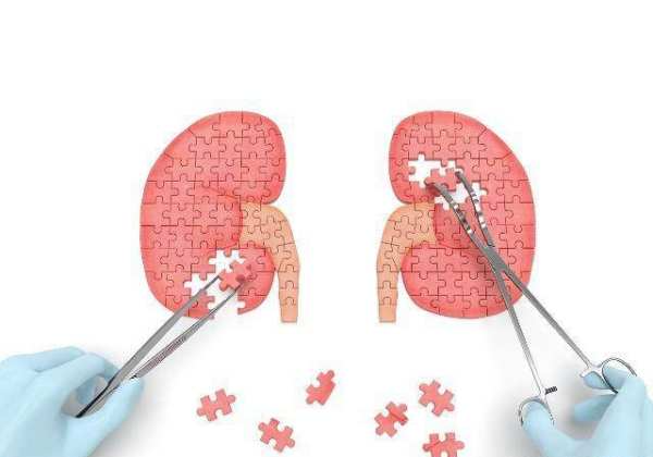 Nam giới thường được gọi là phái mạnh bởi mọi người quan niệm họ có sức khỏe vượt trội so với phụ nữ. Về già, điều này lại không hoàn toàn đúng. Nam giới có nguy cơ đối diện với nhiều bệnh tật, đặc biệt là thận.