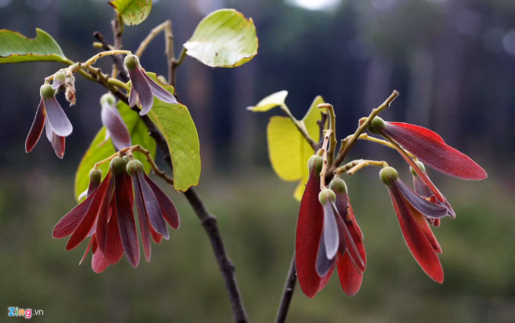 Cây chò đen trổ hoa tuyệt đẹp, loài thực vật đặc hữu được phát hiện ở Sơn Trà.