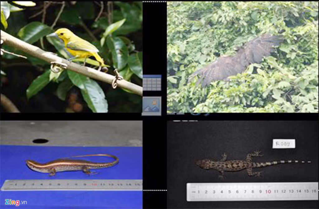 Hệ động, thực vật phong phú ở khu vực rừng bán đảo Sơn Trà.