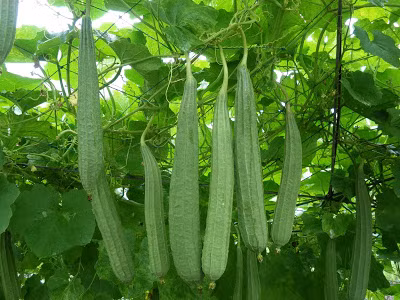 6 “than duoc” vua tot vua re cho suc khoe mua he-Hinh-2