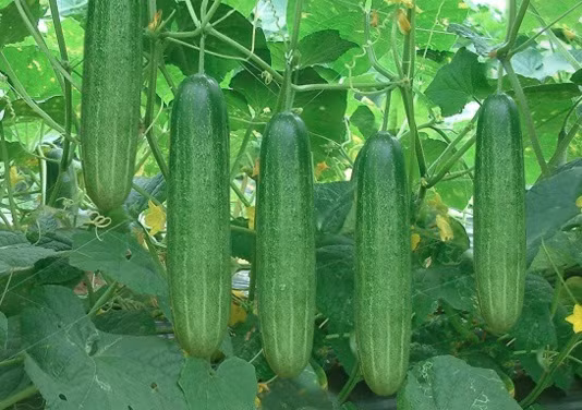 6 “than duoc” vua tot vua re cho suc khoe mua he-Hinh-6