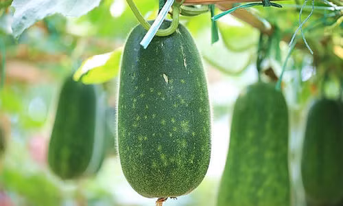 6 “than duoc” vua tot vua re cho suc khoe mua he