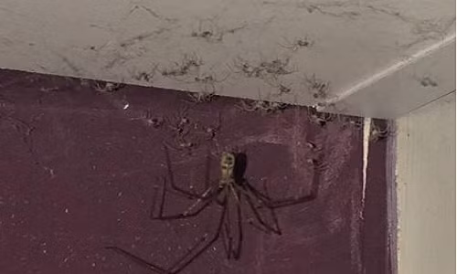 Thot tim nhen khong lo cung “doi quan” nhen con bo tren tran