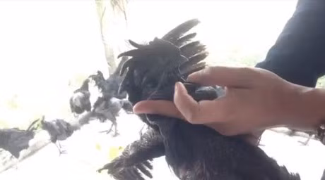 Đây cũng được cho là lý do khiến cho loài gà này được chào bán với giá lên tới 50 triệu đồng/con ở Việt Nam và cũng được nhiều vị đại gia Việt săn tìm trong dịp tết 2017 vừa qua. Ảnh: NĐT.