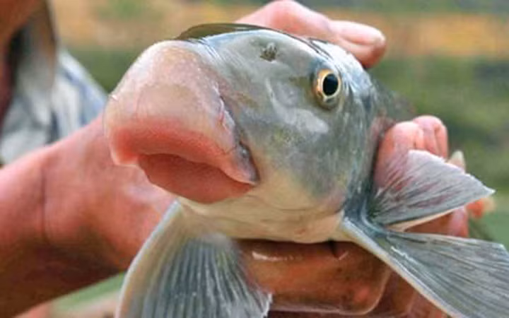  10. Cá Anh vũ Cá Anh vũ cũng là loại cá có giá tiền dựa trên trọng lượng, giá trị của cá Anh Vũ nằm ở miệng cá, còn được gọi “mõm lợn”. Cụ thể, mỗi con cá Anh Vũ từ 2kg trở xuống có giá 1,4 triệu/kg, còn từ 5kg/con trở lên thì có giá 1,6 triệu đồng. Ảnh: Gia đình&amp;Xã hội.