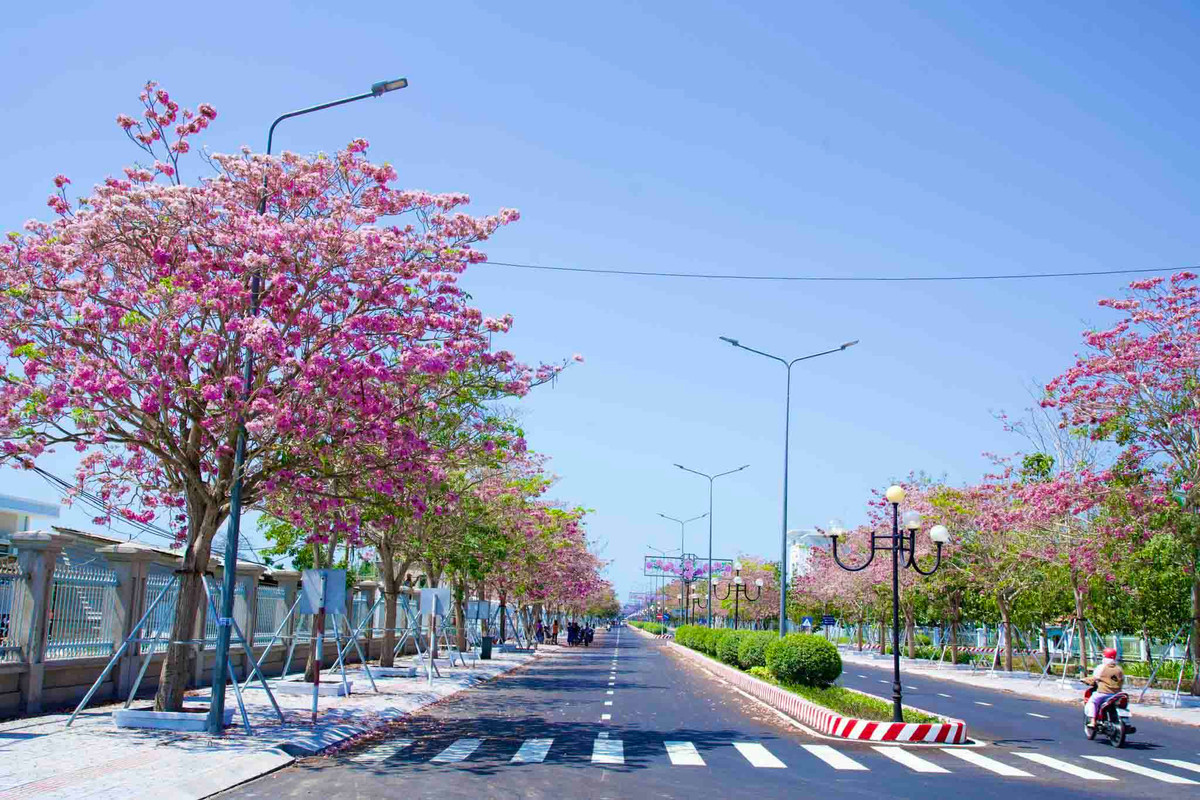 Cuối tháng 2, trên đường Hùng Vương, dẫn vào trung tâm hành chính huyện Châu Thành, cách thành phố Sóc Trăng khoảng 15km, hoa kèn hồng đang khoe sắc.