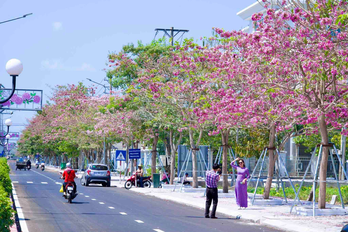 Dọc tuyến đường, nhiều du khách tạo dáng, chụp ảnh check-in cùng hoa kèn hồng.