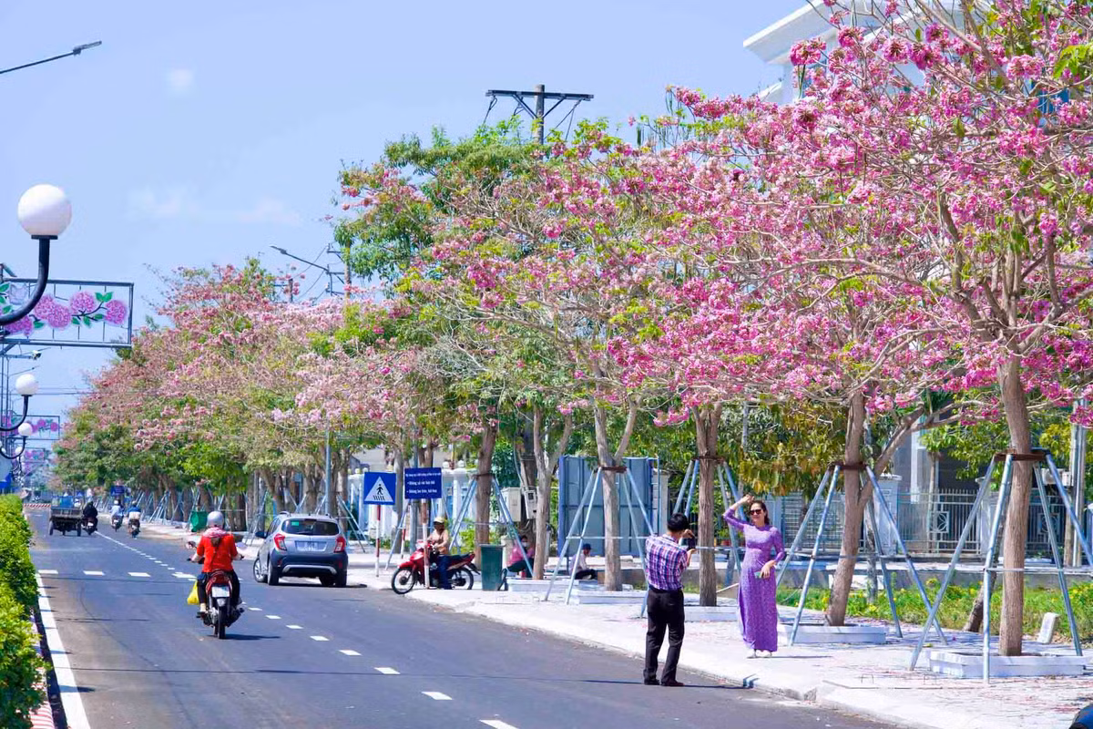 Dọc tuyến đường, nhiều du khách tạo dáng, chụp ảnh check-in cùng hoa kèn hồng.