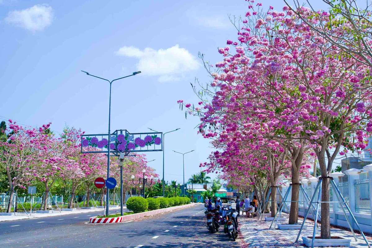 Những năm gần đây, mỗi khi hoa kèn hồng bung nở khoe sắc giữa cái nắng chói chang của miền Tây, nhiều bạn trẻ trong và ngoài tỉnh Sóc Trăng lại tìm đến để ngắm hoa, chụp ảnh kỷ niệm.