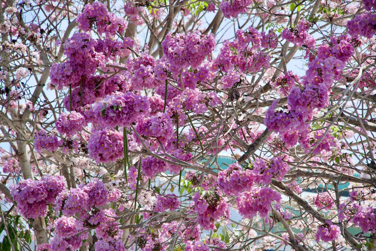 Thông thường, hoa chỉ nở rộ vào khoảng tháng 3-4. Tuy nhiên, năm nay tiết trời nắng nóng nên hoa nở sớm, “nhuộm hồng” cả con đường.