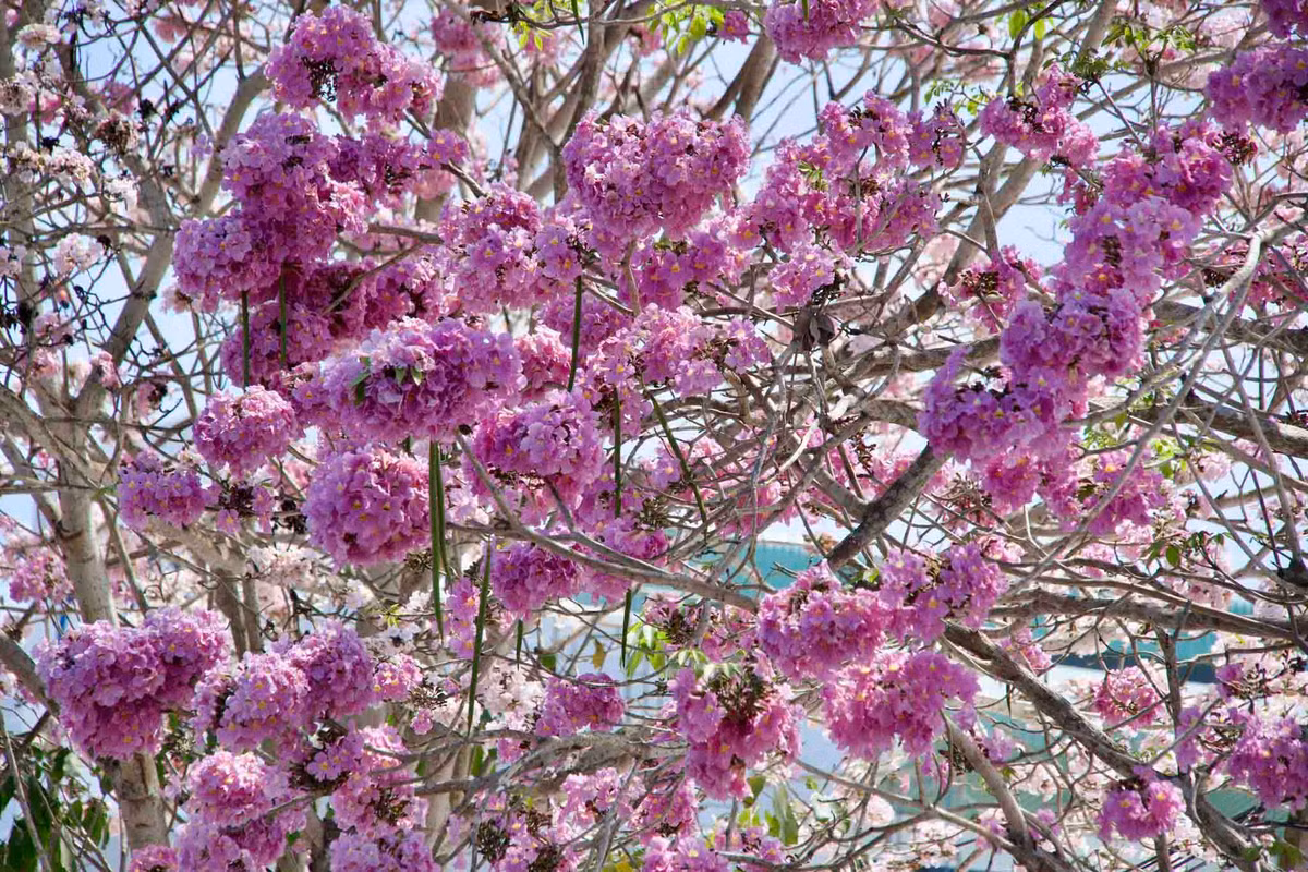 Thông thường, hoa chỉ nở rộ vào khoảng tháng 3-4. Tuy nhiên, năm nay tiết trời nắng nóng nên hoa nở sớm, “nhuộm hồng” cả con đường.