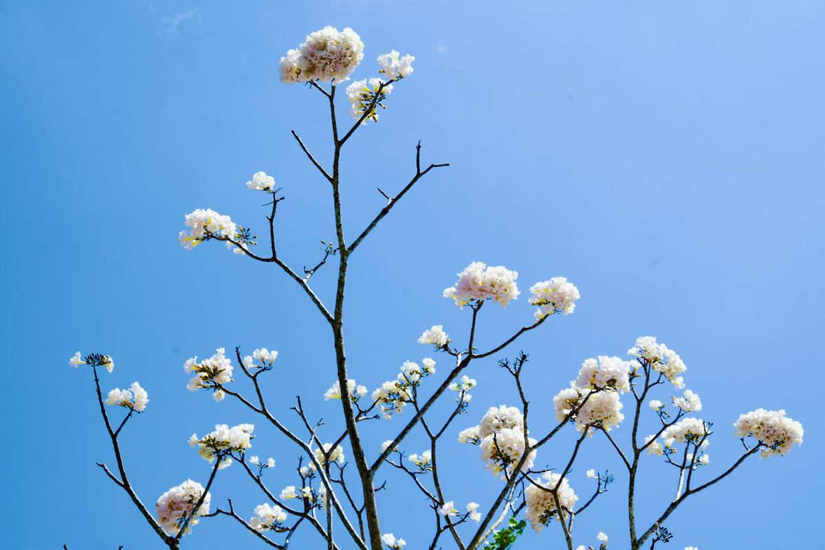 Khi bung nở, cây thường trút hết lá, chỉ còn những chùm hoa. Trong ảnh là một cây kèn hồng có hoa màu trắng lạ mắt.