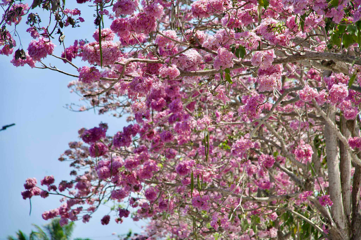 Hầu hết các cây kèn hồng đều đang khoe sắc hoa.