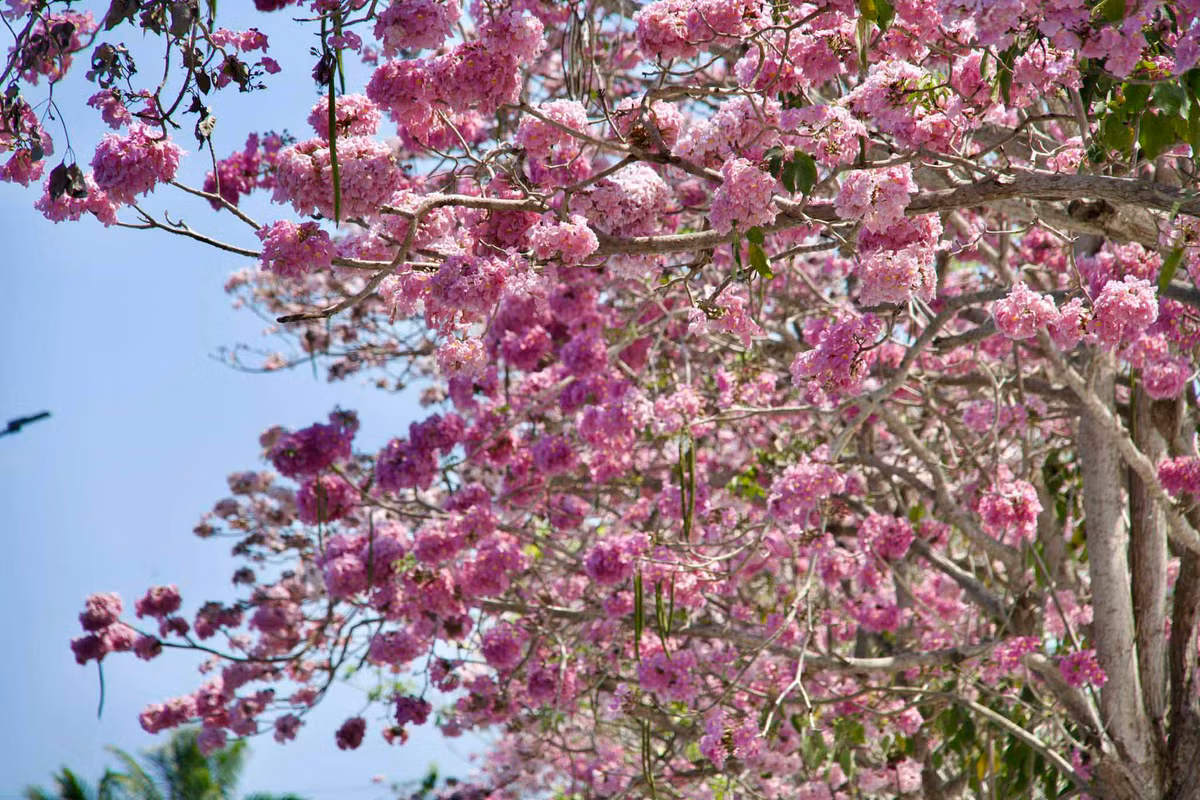 Hầu hết các cây kèn hồng đều đang khoe sắc hoa.