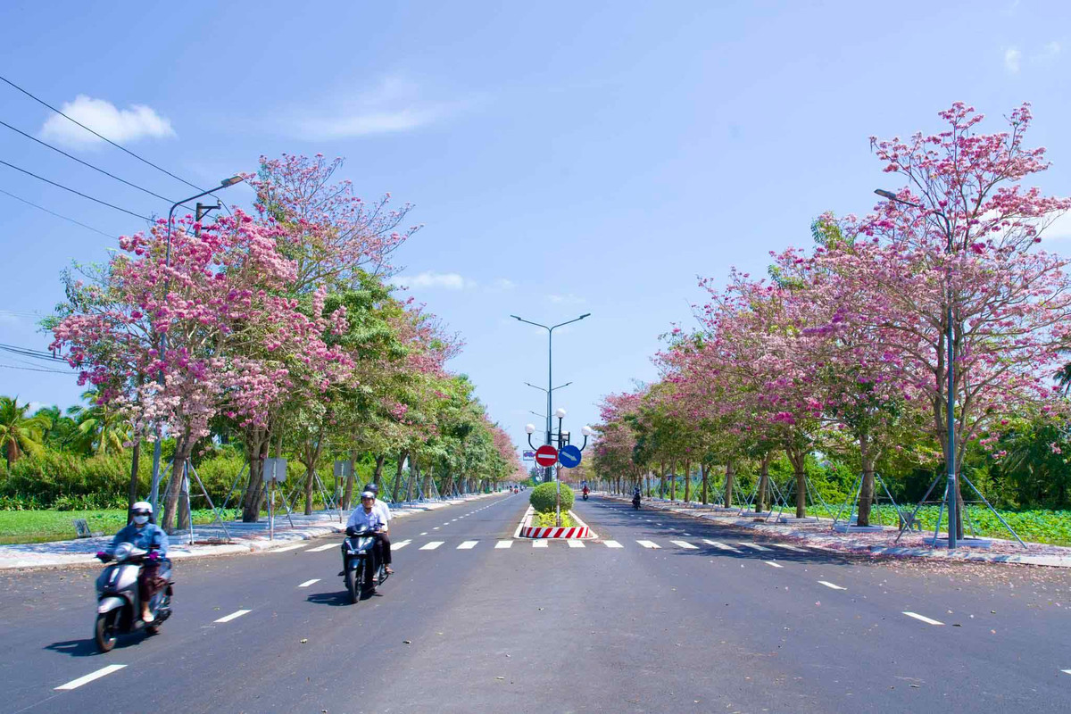 Hoa nở phủ một màu hồng hút mắt.