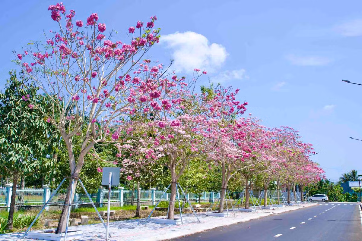 Nơi đây được nhiều du khách biết đến vào khoảng năm 2019, cũng là thời điểm những cây kèn hồng bắt đầu đồng loạt nở hoa rộ lần đầu tiên.